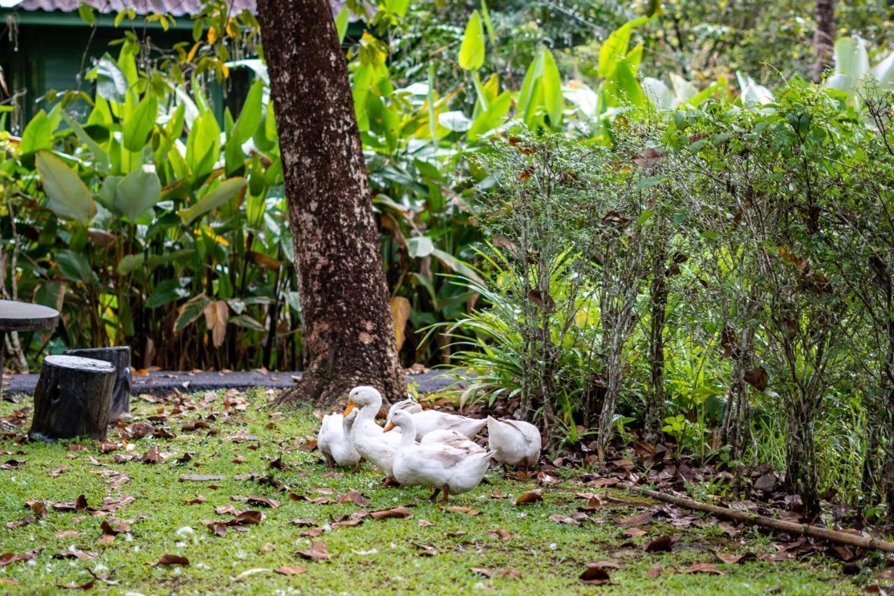 Blu Monkey Pooltara Krabi Hotel & Villas Pet Friendly מראה חיצוני תמונה